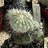 Copiapoa_carrizalensis